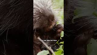 Do Not Mess With Porcupines! | #DeepLook #Shorts