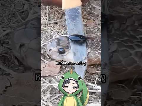 นาคามณี หินในหัวงู | TOGE トゲ