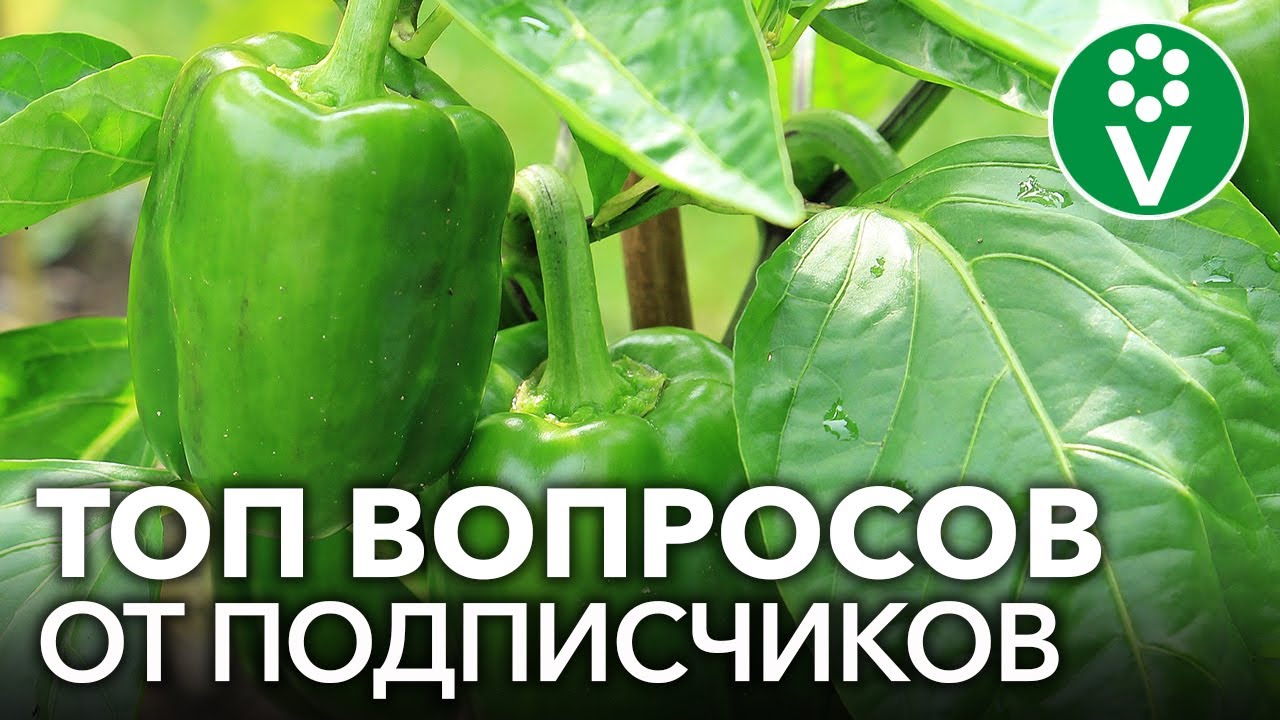 Как получить ранний урожай перца и еще 11 популярных вопросов от подписчиков