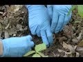 Ecological Impact of American Chestnut