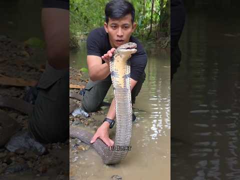 Not all King Cobras are like this #facts #science #shorts