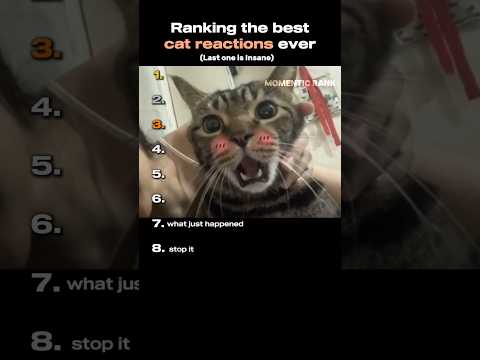 Ranking the best cat reactions ever