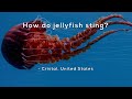 Jellyfish and Their Stings