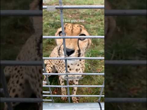 Cheetah Core ๐๐ฅฐ#animals #wildlife #funny #fyp #core