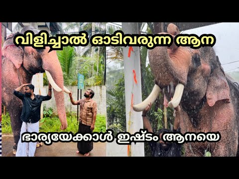 വിളിച്ചാൽ ഓടിവരും ഭാര്യയേക്കാൾ ഇഷ്ടം ആനയെ Katekkchchal Ganeshan Elephant