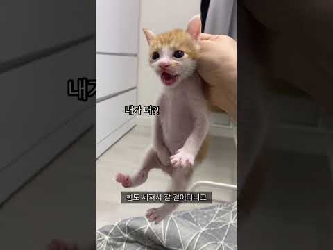 구조 된 아기고양이의 놀라운 변화