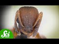 Teaching Behavior in Rock Ants