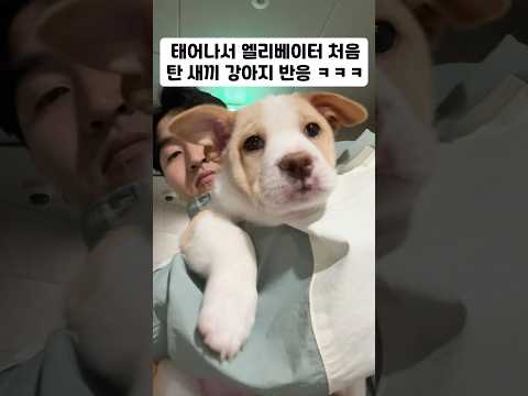 태어나서 엘리베이터 처음 탄 새끼 강아지 반응 ㅋㅋㅋ