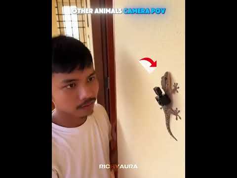 Other Animals Camera Pov vs Last Animal…☠️