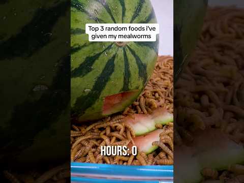 Top 3 random foods i've given my worms