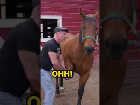 When you're a Rescue Horse and the Chiropractic Session is so Good You Can't Contain Yourself.😂🐴
