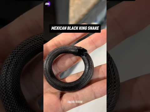 Deadly Snake Eating Its Own Tail!