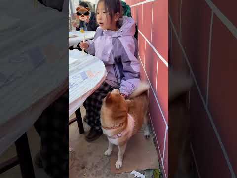 出來吃席，又偷偷帶上了狗子，她吃飽吃不飽不重要，她的狗子必須吃飽……#萌娃和萌寵 #人類幼崽 @DOU+小助手