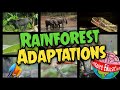 Rainforest Adaptations and Survival Strategies