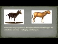 Evolutionary Traits of Early Horses