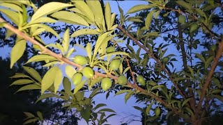 BACKYARD ORCHARD!!!! OVER 20 FRUIT TREES!!!
