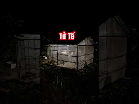 Tử tế