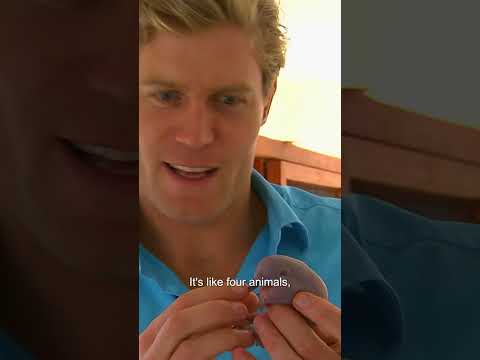 Is It An "Alien" Or The Cutest Baby Echidna Ever? | Bondi Vet #shorts