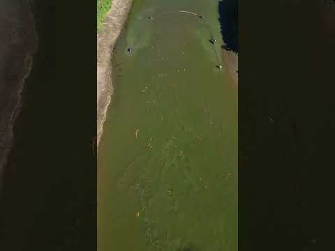 Massive Marusei Harvest ⚡️ #koi #fish #koifish #japan #japanesekoi #ponds #koipond #harvest