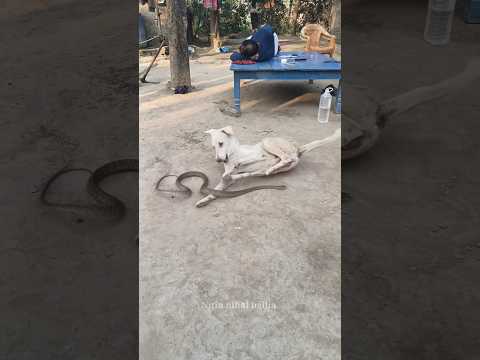 देखिए धामिन सांप ने कैसे कुत्ते को डरा दिया||very amazing video|| #trending #viral#vedio#shorts #ree