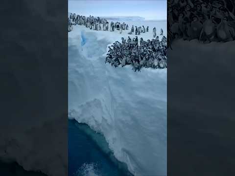 BBC breaking rules to save penguins