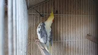 Casal de Piriquito Australiano Cantando