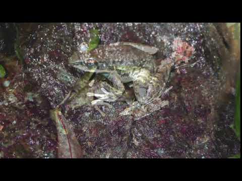台灣 斯文豪氏赤蛙 的鳴叫 - YouTube(9秒)