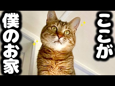 【感動】春になってトラに起こった変化