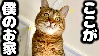 【感動】春になってトラに起こった変化