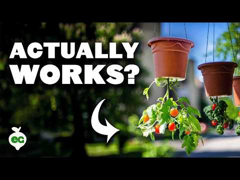 Grow Tomatoes Upside Down With This Simple Method 🍅