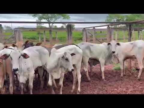 LOTE 14