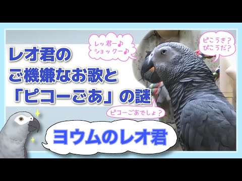 【ヨウムのレオ君】レオ君のご機嫌なお歌と「ピコーごあ」の謎