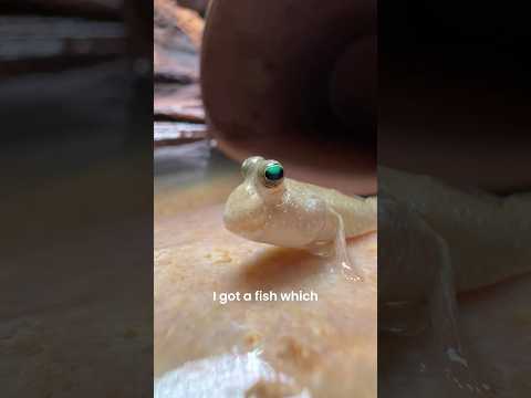 My Alien Fish Walks on Land! #pets #animals #aquarium #shorts #indianpetkeeper