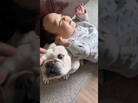 ついに愛犬が好き過ぎる赤ちゃんがこんな事をするようになりました… #shorts #犬 #赤ちゃん #フレンチブルドッグ