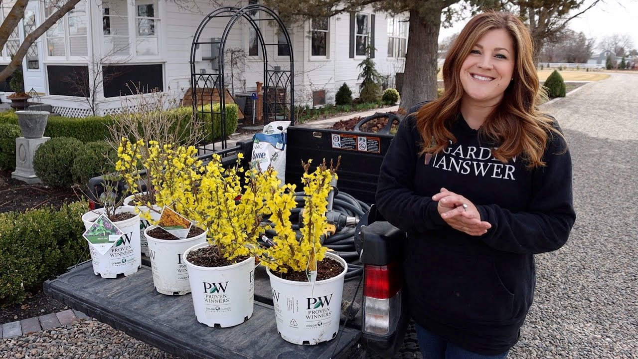 Let the Planting Begin! Forsythias & Lilacs!