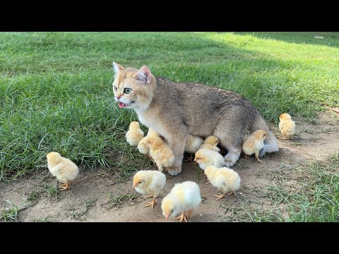 The world's kindest kitten has fun taking chicks outdoors to find food. cute animal videos😽🐥