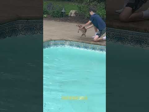 They Rescue Animals That Have Lost Their Way and Fallen Into The Pool