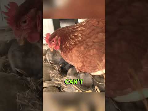 a hen hatches rabbits #help #animals #love #hen #chicken