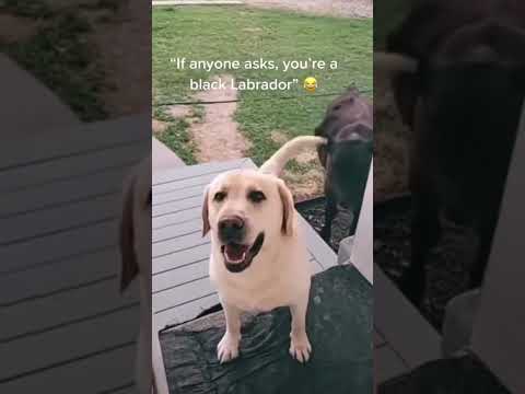 When Your Dog Brings Home A Non-Dog Friend