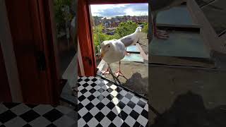 My Pet Seagull Gifted Me a Feather!!