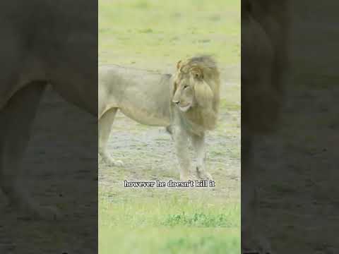 Mystery Unveiled: Lion's Attack on Hyena Pup