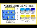 Exploring Mendelian Genetics: Genotypes and Punnett Squares