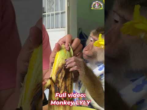 Monkey Lyly ran to get a plate to eat corn with her mother.#shorts #monkey #youtubeshorts