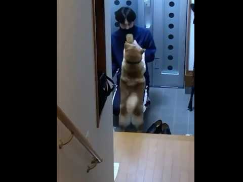 柴犬福 秘蔵映像!昔は兄も歓迎していた柴犬🤣Brother and Shiba🤣#shorts #funny #funnydog #柴犬 #shibainu #dogshorts #시바견