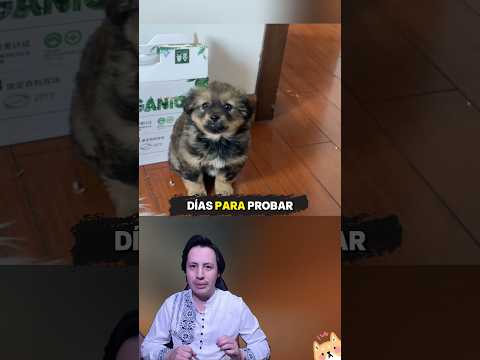El Perro que Nadie Quería… 💔
