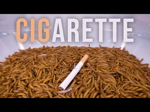 10 000 Mealworms vs. CIGARETTE