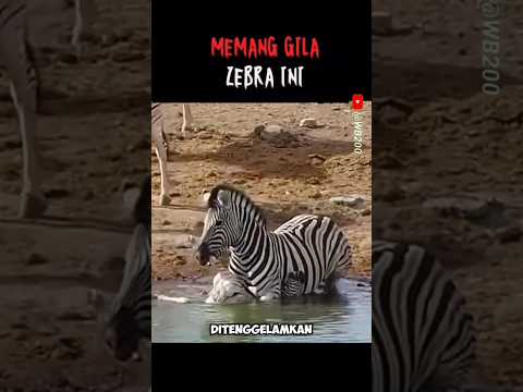 Zebra Ini Benar-benar Gila #zebra #animals #wildlife #hewan #hewanhewan #wildanimals