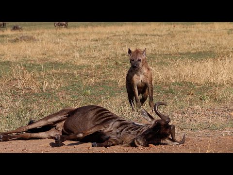 Fatigued wildebeest gets found by a hyena