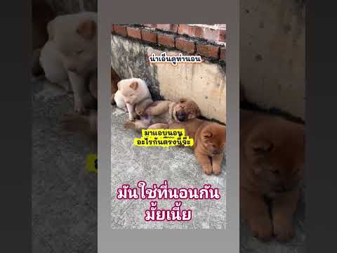 #dog #cat #แมว #แมวน่ารัก #แมวดื้อ #แมวกวนๆ #แมวพูดได้ #สาวใต้ป้ายroiet