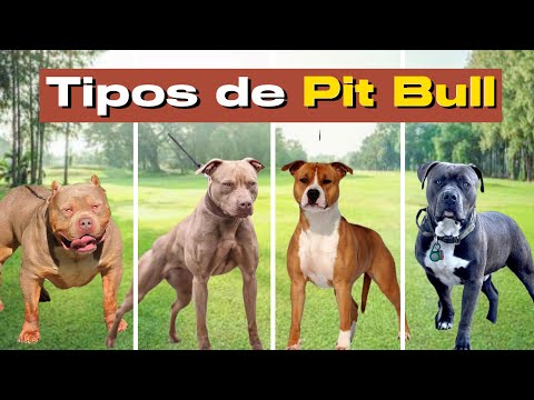 Conheça o Pit Bull que você nunca ouviu falar